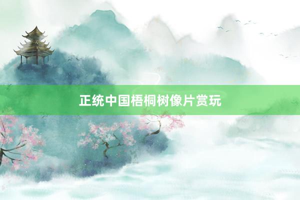 正统中国梧桐树像片赏玩